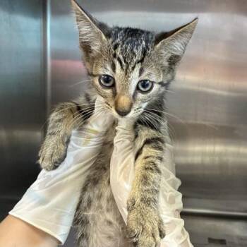 SABOR POM-POM -  Domestic Short Hair Cat for Adoption in Pensacola, Florida - SABOR POM-POM | PetCurious