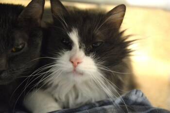 AVALANCHE -  Domestic Long Hair Cat for Adoption in Colorado Springs, Colorado - AVALANCHE | PetCurious