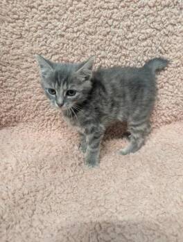 Stumpy -  Domestic Short Hair Cat for Adoption in Taylorsville, Kentucky - Stumpy | PetCurious
