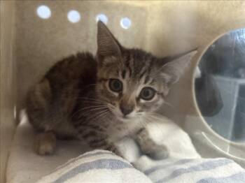 Rescue Domestic Short Hair Cats for Adoption in Rancho Cucamonga, California - SQUATCHY | PetCurious