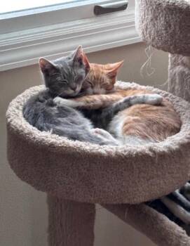 Domestic Short Hair Cats Available for Adoption - Garfield | PetCurious