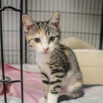 Sherbert -  Domestic Short Hair Cat for Adoption in Pawling, New York - Sherbert | PetCurious
