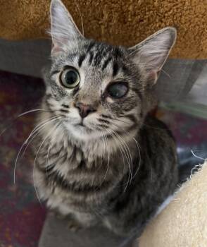 Rescue Maine Coon and Domestic Medium Hair Cats for Adoption in Lombard, Illinois - Rosebud | PetCurious