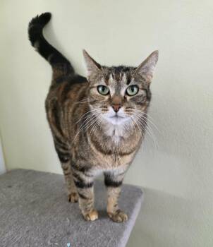 Domestic Short Hair Cats Available for Adoption - Eloise | PetCurious