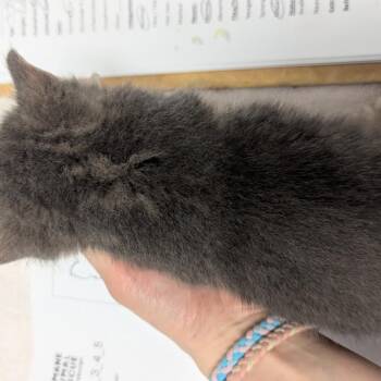 Domestic Short Hair Cats Available for Adoption in Pittsburgh, Pennsylvania - Mr. Meow | PetCurious