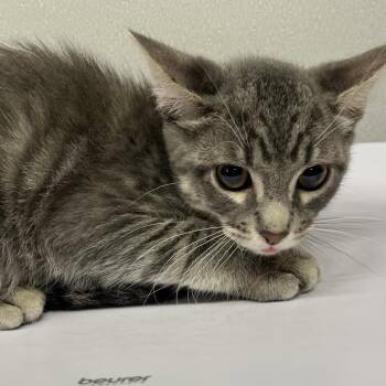 Ken -  Domestic Short Hair Cat for Adoption in Tampa, Florida - Ken | PetCurious