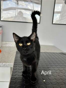 Rescue Domestic Short Hair Cats for Adoption in Blaine, Minnesota - April | PetCurious