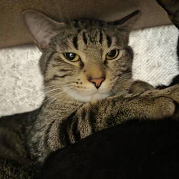 Domestic Short Hair Cats Available for Adoption in Oak Brook, Illinois - Rabbit | PetCurious