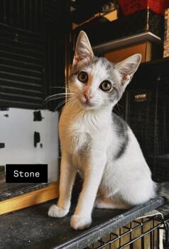 Rescue Domestic Short Hair Cats for Adoption in Gardena, California - Stone | PetCurious