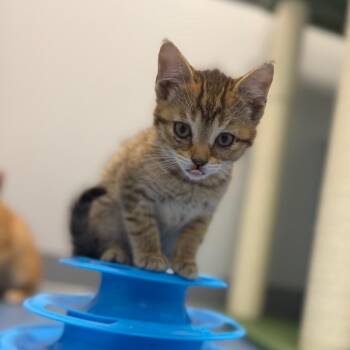 Domestic Short Hair Cats Available for Adoption in Watertown, New York - Mary Read | PetCurious