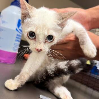 Lyra -  Domestic Short Hair Cat for Adoption in Columbus, Georgia - Lyra | PetCurious
