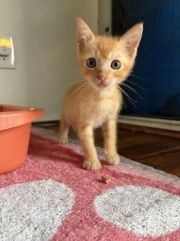 Jaq -  Domestic Short Hair Cat for Adoption in Honolulu, Hawaii - Jaq | PetCurious