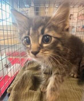 Domestic Medium Hair Cats Available for Adoption - HUEY | PetCurious