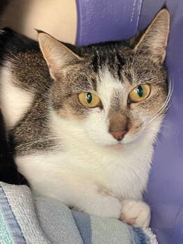 Rescue Domestic Short Hair Cats for Adoption in Burlingame, California - Shayna | PetCurious