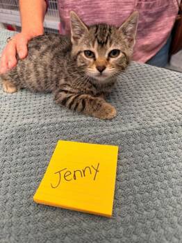 Jenny -  Domestic Short Hair Cat for Adoption in Vancouver, Washington - Jenny | PetCurious