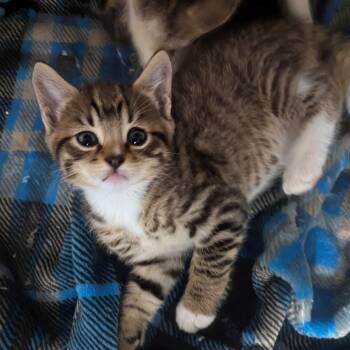 American Shorthair and Domestic Short Hair Cats Available for Adoption in Silver Spring, Maryland - Bodhi (Can Leave 5/3) | PetCurious