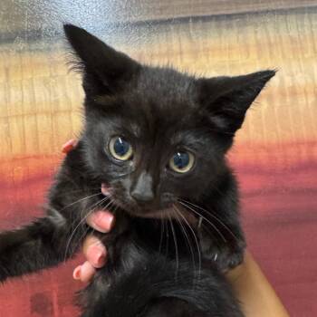 Koegels -  Domestic Short Hair Cat for Adoption in West Olive, Michigan - Koegels | PetCurious