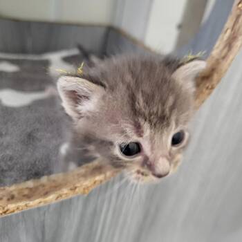 Pippin -  Domestic Medium Hair Cat for Adoption in Kanab, Utah - Pippin | PetCurious