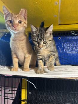 Rescue Domestic Short Hair Cats for Adoption in Vallejo, California - Sandy And Piper | PetCurious
