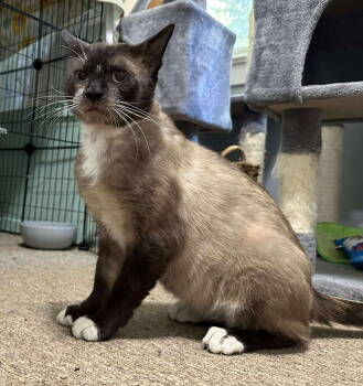 Rescue Domestic Short Hair Cats for Adoption in Greenwich Township, New Jersey - Floki | PetCurious