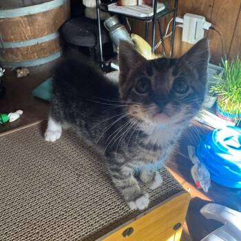 Doc Boy -  Domestic Short Hair Cat for Adoption in Buellton, California - Doc Boy | PetCurious