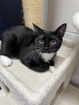 Tajin -  Tuxedo Cat for Adoption in Mount Pleasant, South Carolina - Tajin | PetCurious