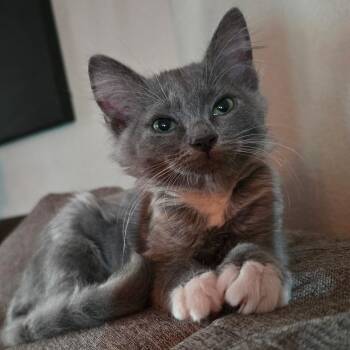 Cindy -  Domestic Short Hair Cat for Adoption in Chandler, Arizona - Cindy | PetCurious