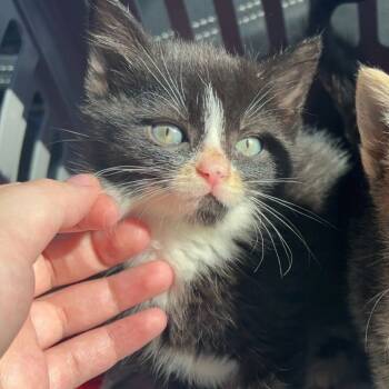 Rescue Domestic Short Hair Cats for Adoption in Evansville, Indiana - Kova | PetCurious