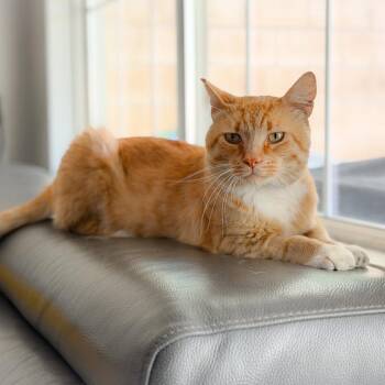 Simba -  Domestic Short Hair Cat for Adoption in Long Beach, California - Simba | PetCurious