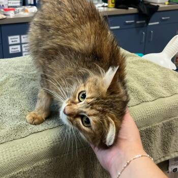 Nimona -  Domestic Medium Hair Cat for Adoption in Houston, Texas - Nimona | PetCurious