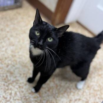 Domestic Short Hair Cats Available for Adoption - Haru | PetCurious