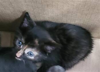 GABIRELA -  Domestic Medium Hair Cat for Adoption in Dallas, Texas - GABIRELA | PetCurious
