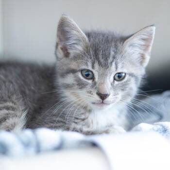 Juneau -  Domestic Short Hair Cat for Adoption - Juneau | PetCurious