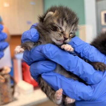 Baby #2 -  Domestic Short Hair Cat for Adoption in Marshall, Texas - Baby #2 | PetCurious