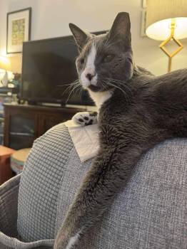 Rescue Domestic Short Hair Cats for Adoption in Manchester, Maryland - Lord Greystone | PetCurious