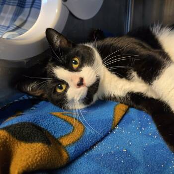 Ludgwig -  Domestic Short Hair Cat for Adoption in Watertown, Wisconsin - Ludgwig | PetCurious