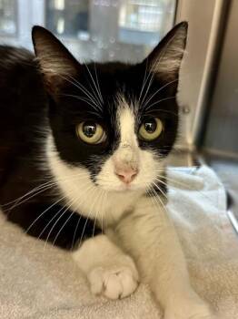 Smalls -  Domestic Short Hair Cat for Adoption in Wichita, Kansas - Smalls | PetCurious