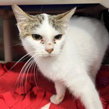Marshmallow -  American Shorthair Cat for Adoption in Fort Wayne, Indiana - Marshmallow | PetCurious