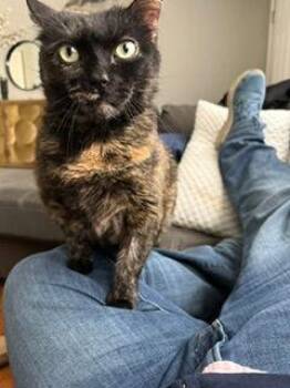 Jinx -  Domestic Short Hair Cat for Adoption in Melrose, Massachusetts - Jinx | PetCurious