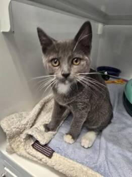 School -  Domestic Short Hair Cat for Adoption in Roseville, California - School | PetCurious