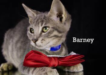 Barney -  Domestic Short Hair Cat Available for Adoption in York, Nebraska - Barney | PetCurious