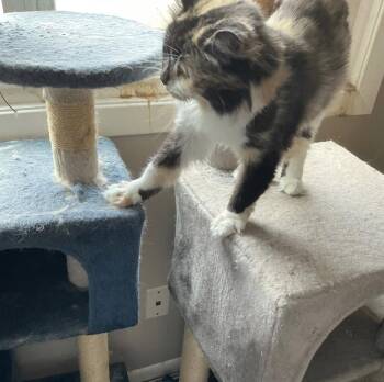 Domestic Long Hair Cats Available for Adoption in Wheaton, Illinois - Callie | PetCurious