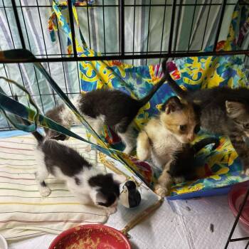 Sen -  Domestic Short Hair Cat for Adoption in West Palm Beach, Florida - Sen | PetCurious