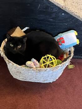 Rescue Domestic Short Hair Cats for Adoption in Glen Raven, North Carolina - NASH- Shy Needs Special Adopter | PetCurious