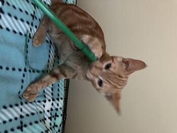 Rescue Domestic Short Hair Cats for Adoption in Woburn, Massachusetts - Cheddar | PetCurious