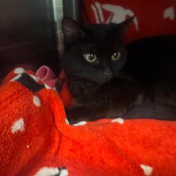 Sofie -  Domestic Short Hair Cat Available for Adoption in Las Vegas, Nevada - Sofie | PetCurious