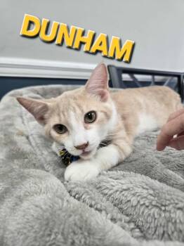 Rescue Domestic Short Hair Cats for Adoption in Rome, Georgia - Dunham (Mt. Berry 3) | PetCurious