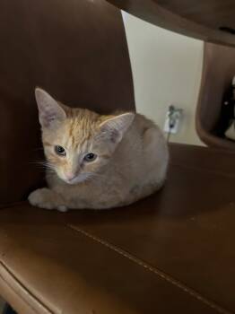 Rescue Tabby Cats for Adoption in San Antonio, Texas - Luna | PetCurious
