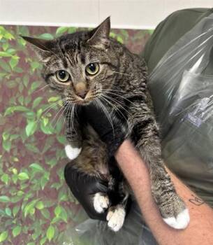 Rescue Domestic Short Hair Cats for Adoption in San Antonio, Texas - Ninja Turtle | PetCurious