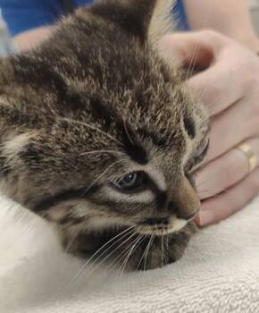 Kindling -  Domestic Short Hair Cat for Adoption in Lafayette, Indiana - Kindling | PetCurious
